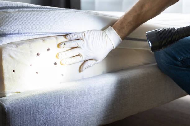 Best Wasp Removal Services  in Thorndale, TX