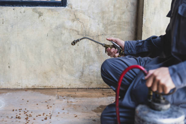 Best Ant Control Services  in Thorndale, TX
