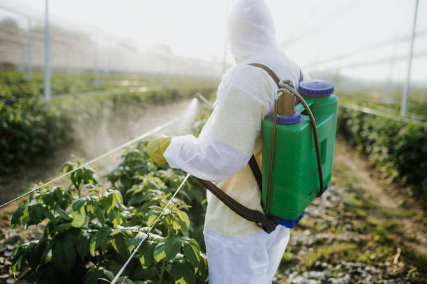 Best Pest Removal Services  in Thorndale, TX